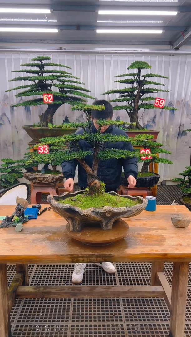 无花朵精品盆景直播间一物一拍