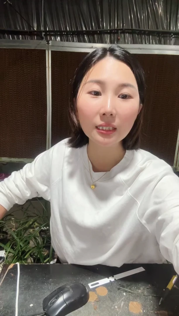 无花朵墨兰中国红3苗带花苞