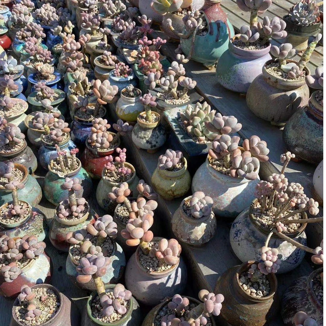 [现货盆二]1987定制轻奢多肉花盆景天番杏