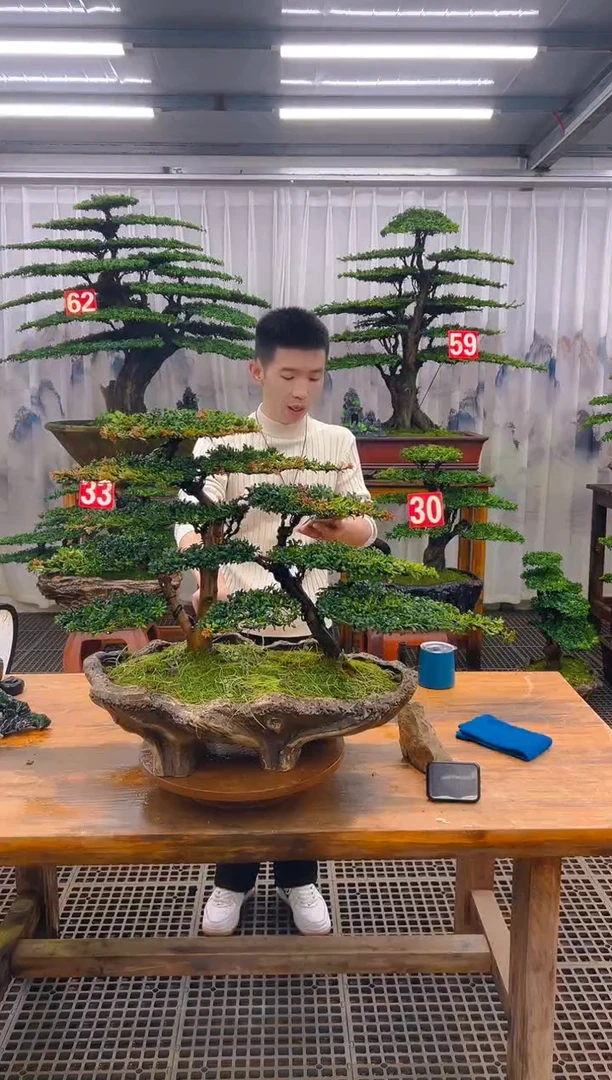 无花朵开*精品盆景直播间一物一拍