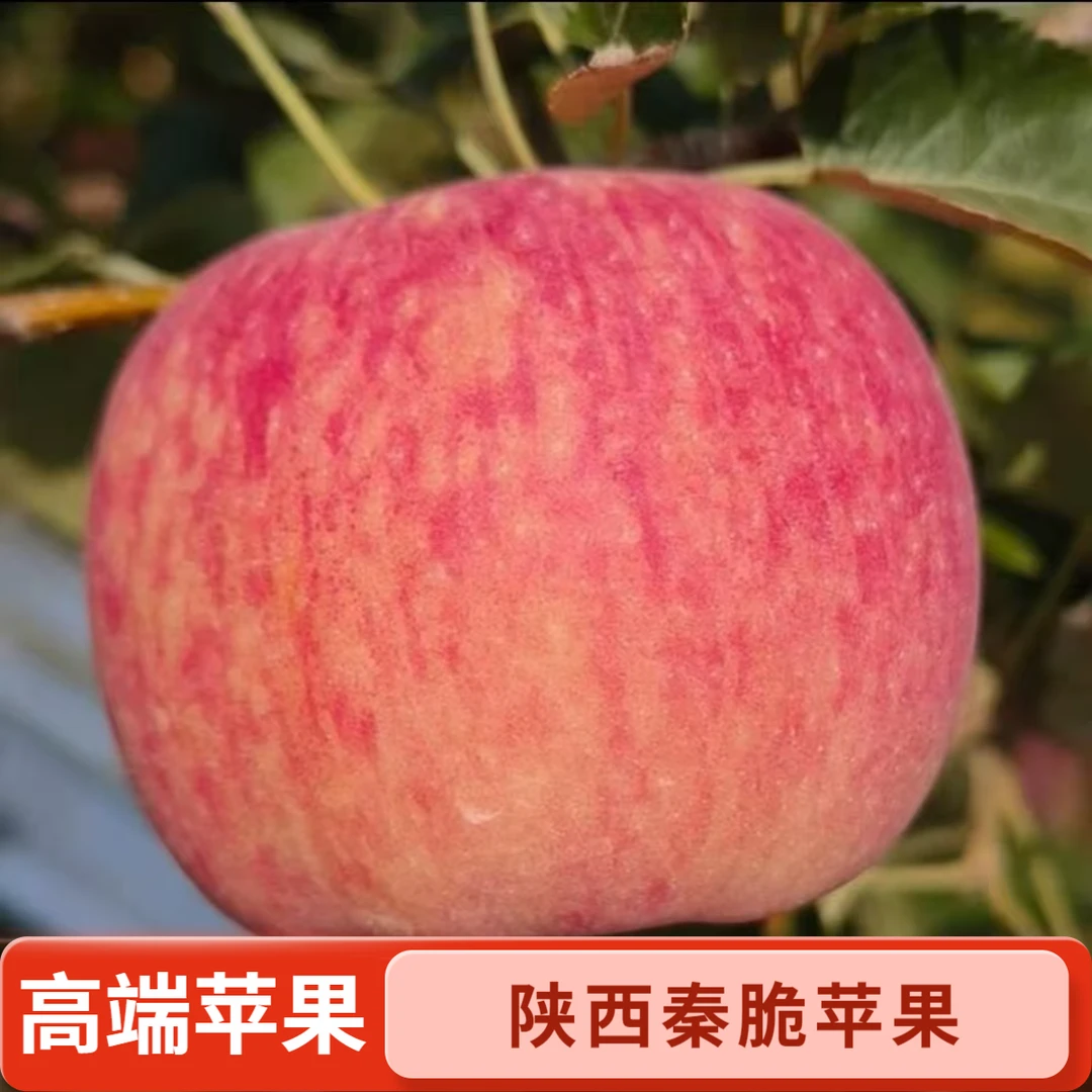 正宗陕西秦脆苹果产地直发红富士苹果现摘现发新鲜脆甜多汁包邮