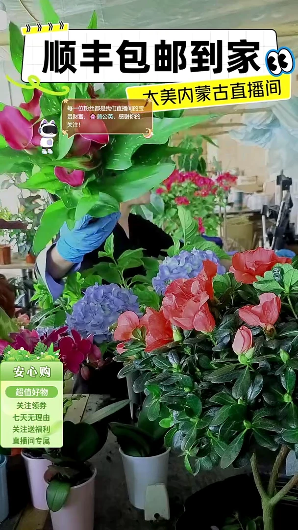 完全开放A级高端马蹄莲