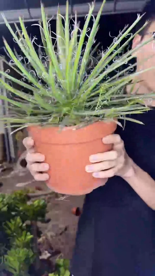 龙之白丝 龙舌兰【带根】