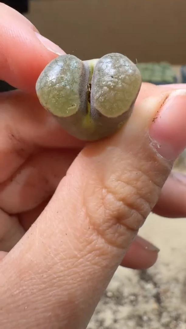 13-79多肉植物肉锥