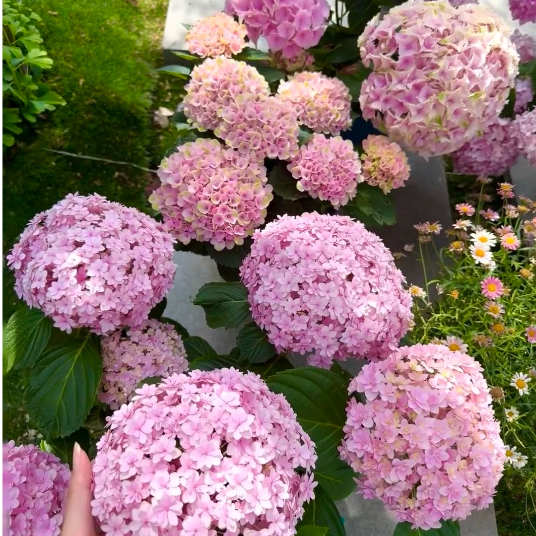 【花手鞠】绣球盆栽耐高温庭院室内盆栽新手易爆花花期长多季节重复