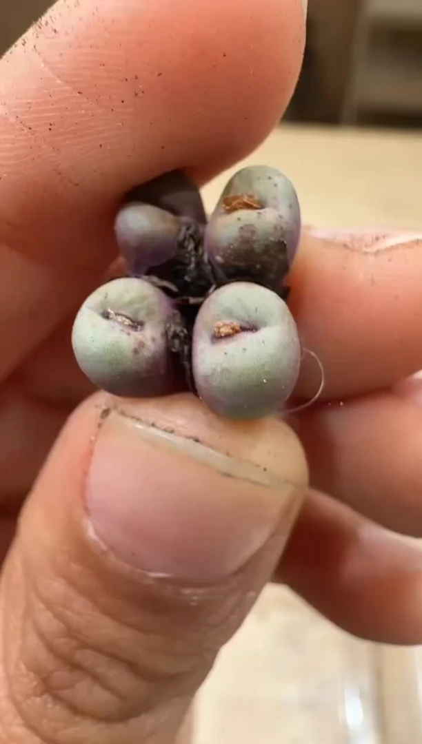 20-35多肉植物肉锥