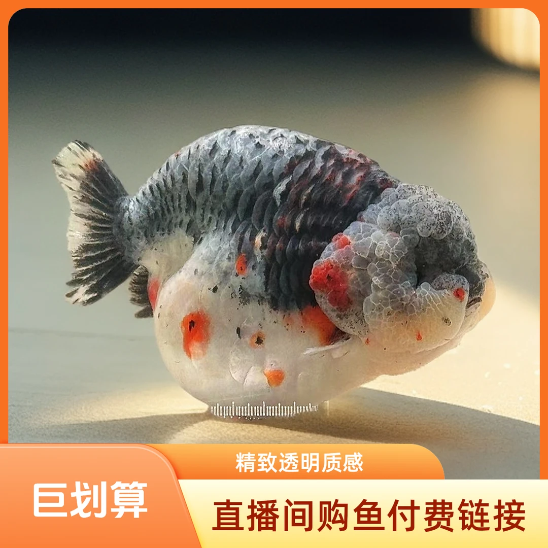 老头兰寿金鱼泰狮玛丽观赏金鱼