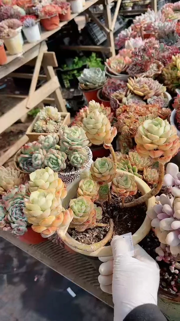 【闪购商品】13260