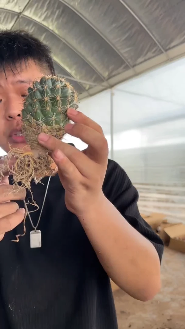 实生根 单头 钢钉