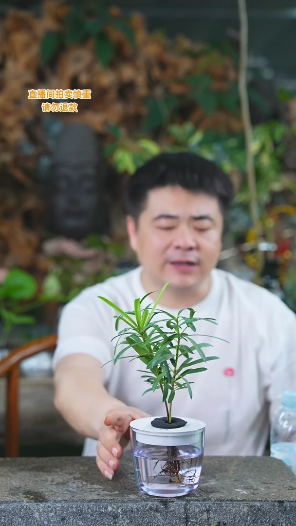 当前无花栽培后可以开花罗汉松6T