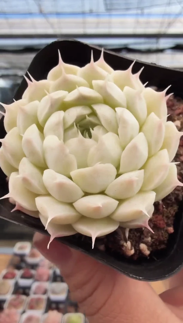 东云多肉园新款-234