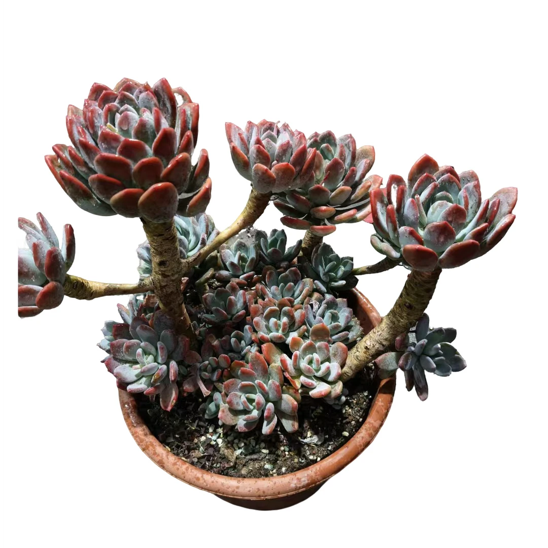 精品多肉 大号灰姑娘