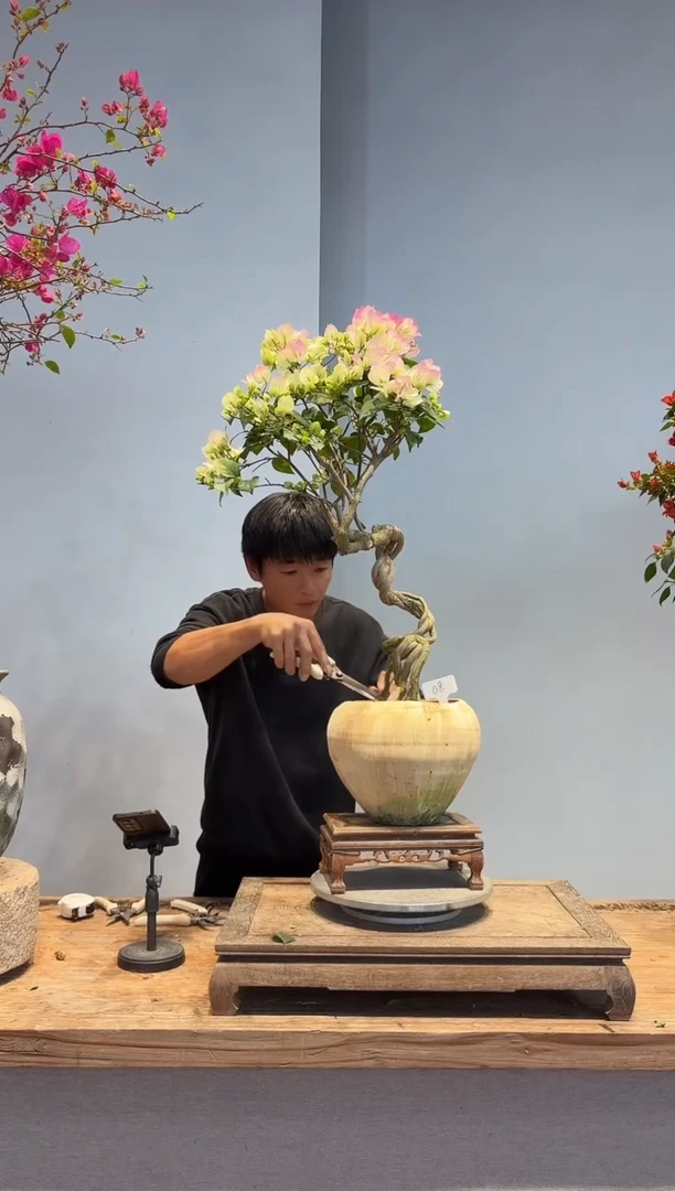 以实际为准蓝**帘三角梅8