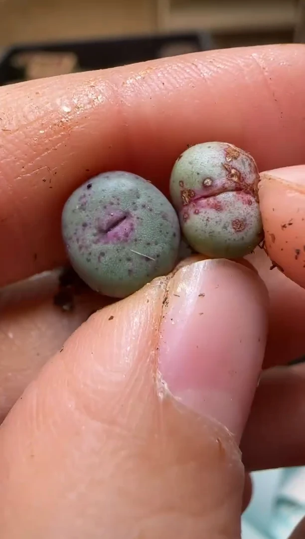 【闪购商品】7-74``大列巴嘴