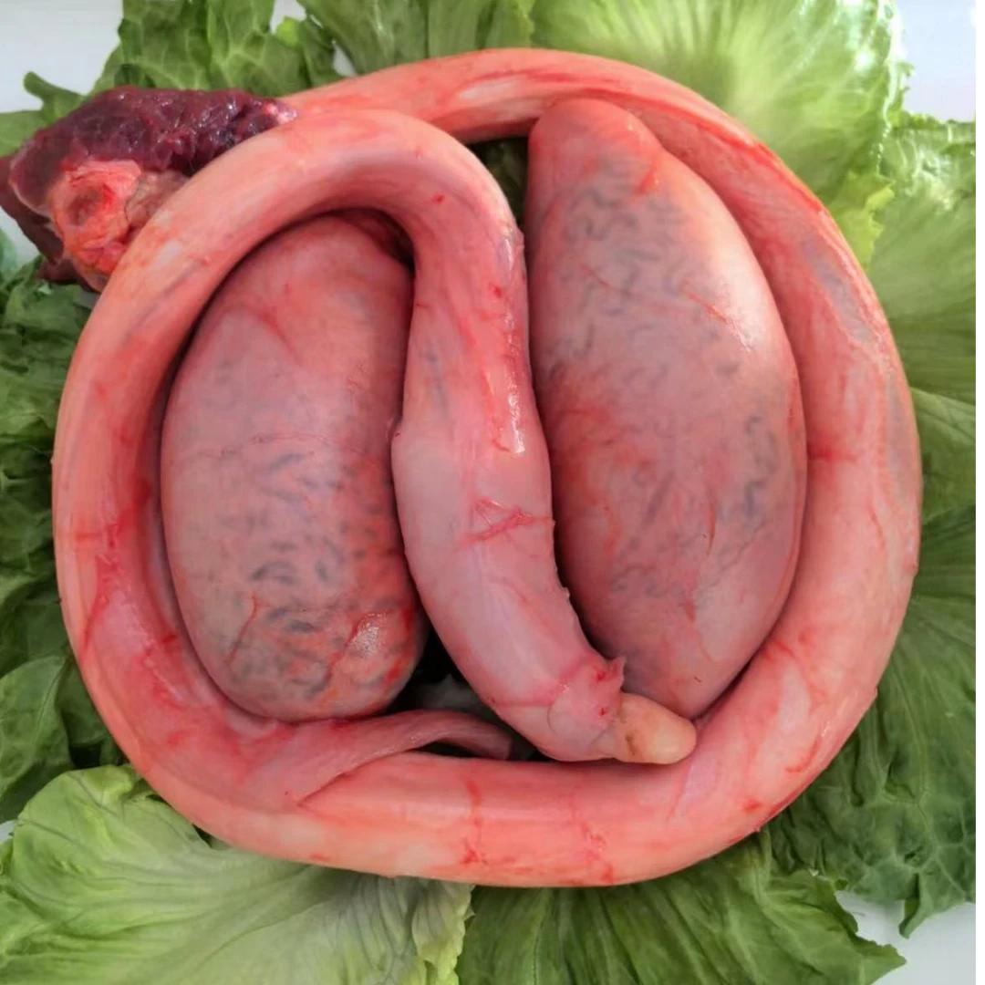 现杀精修牛鞭宝冷链直发新鲜精修肉质细嫩