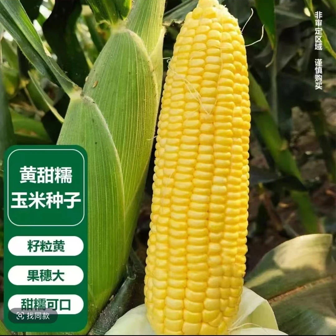 禾之润昕糯628黄玉米
