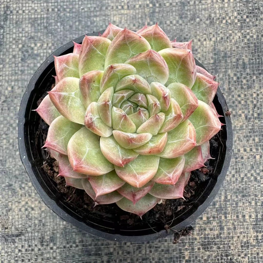 9#冰钻珍妮多肉植物  前男友精品多肉 A6115③