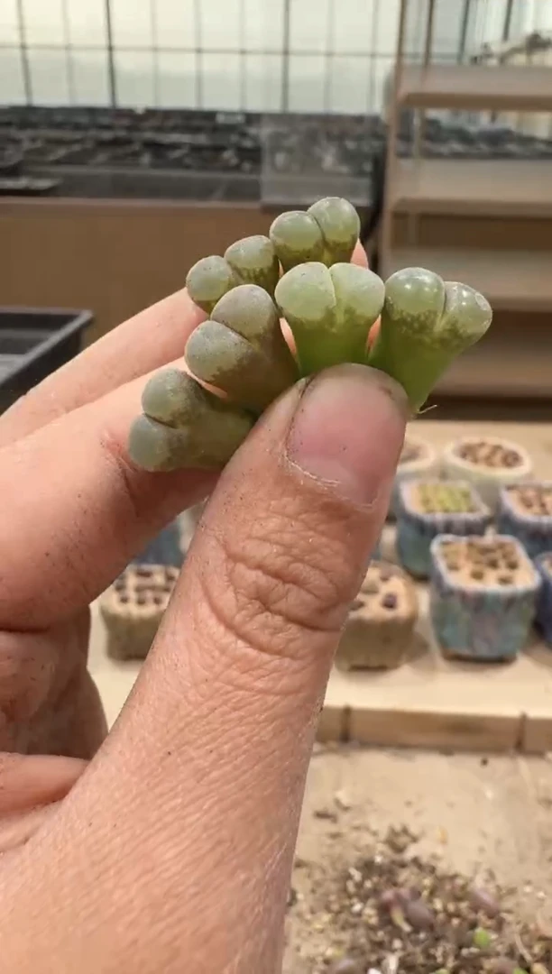 28-73多肉植物肉锥