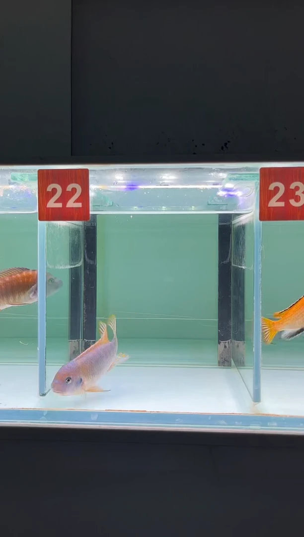 慈鲷鱼人工三湖慈鲷
