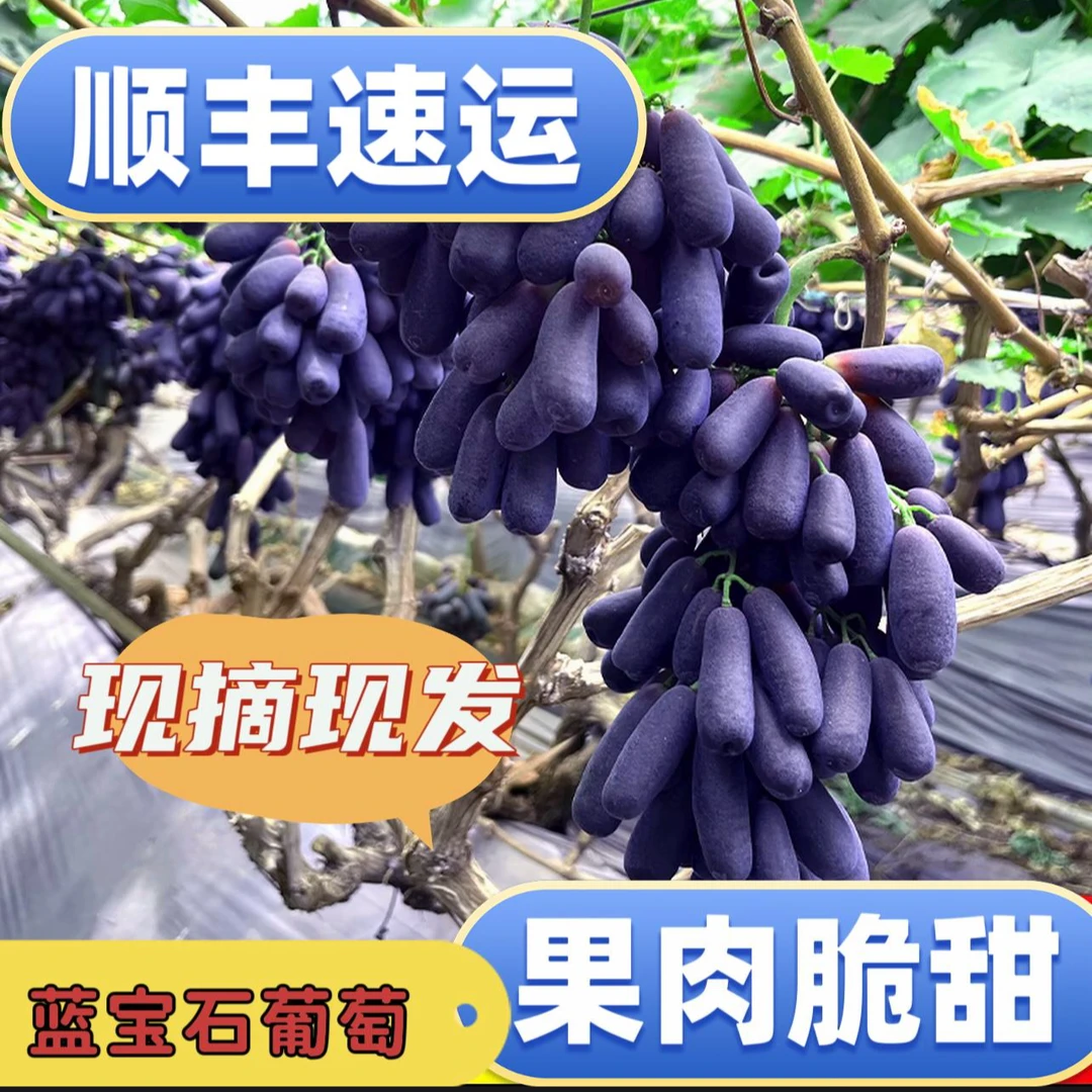 SF次日达【当日采摘】新鲜蓝宝石无籽黑提金手指提子 新鲜水果整串美人指 肉厚饱满 鲜果脆甜无籽河北省