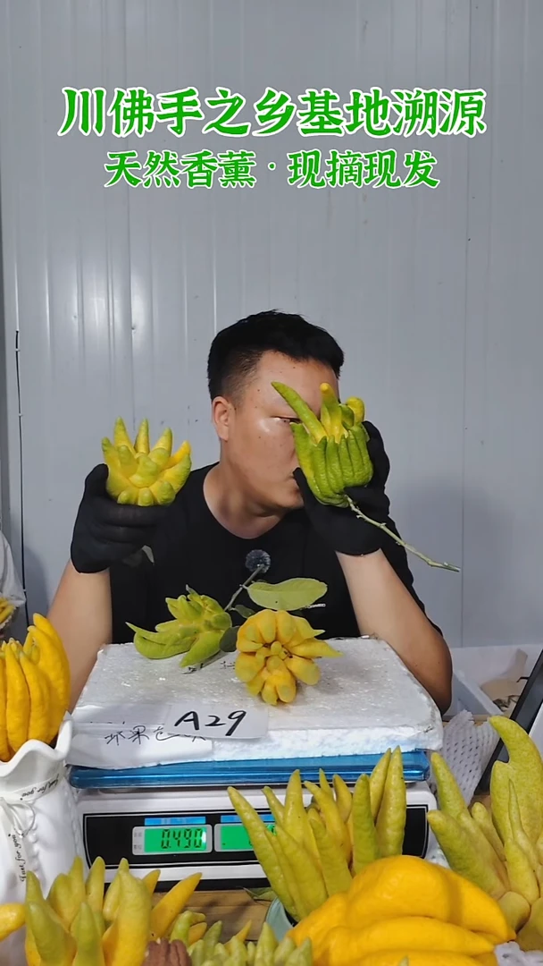 柑橘一物一拍  高山川佛手柑鲜果A29（断枝不售后）