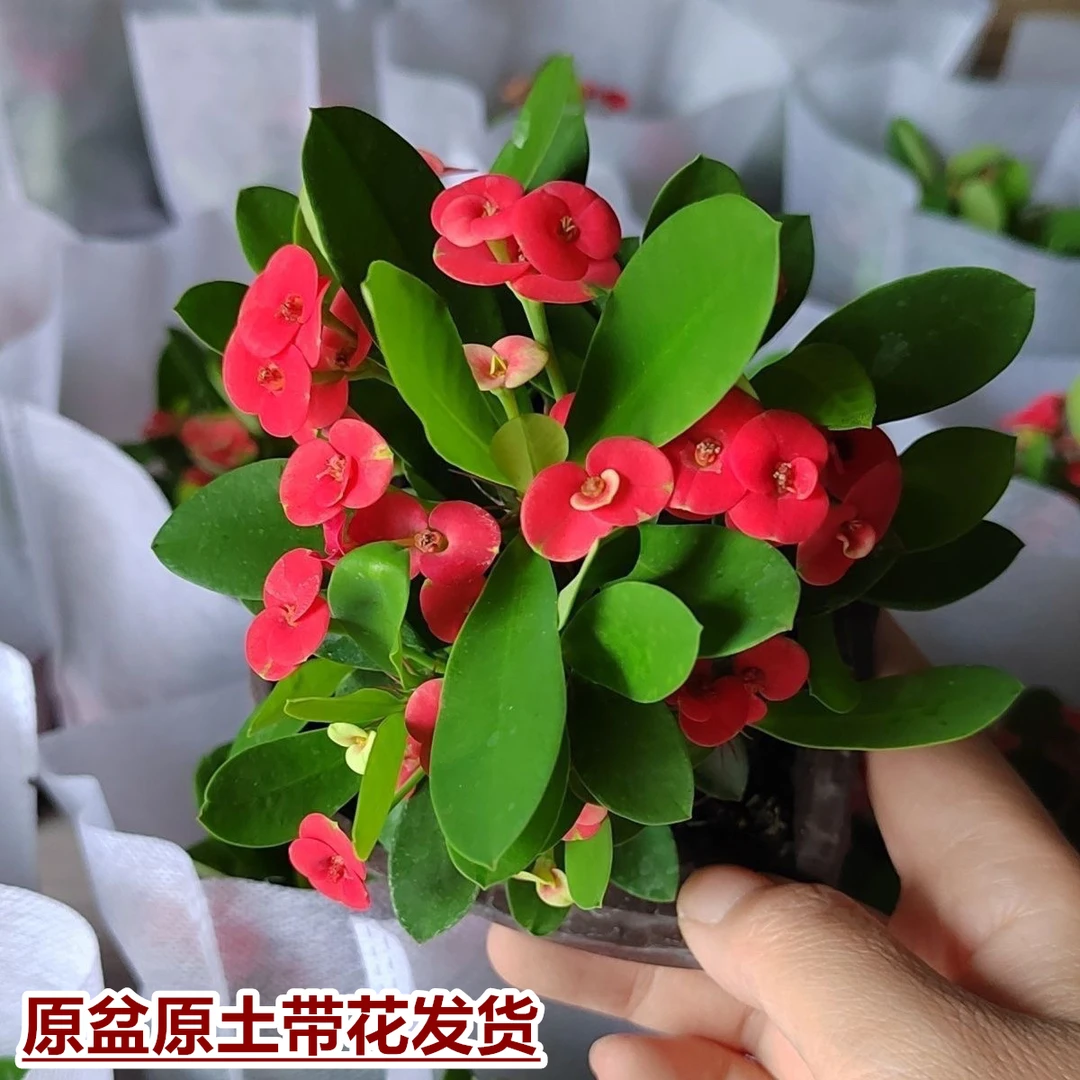 虎刺梅盆栽铁海棠花苗四季开花懒人好养绿植花卉室内阳台带花发货