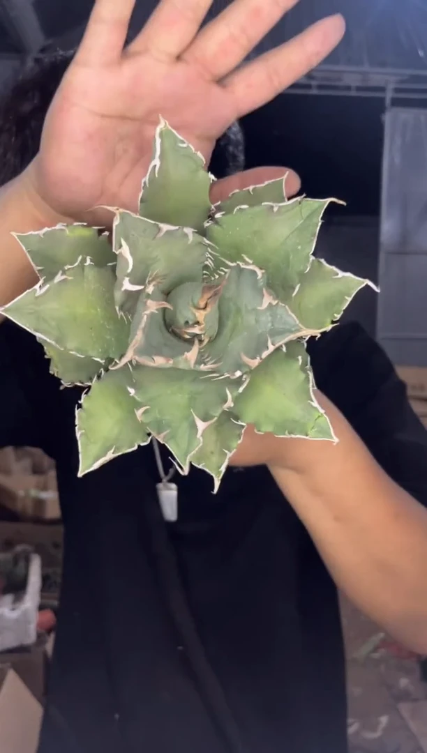 白鲸 龙舌兰【带根】