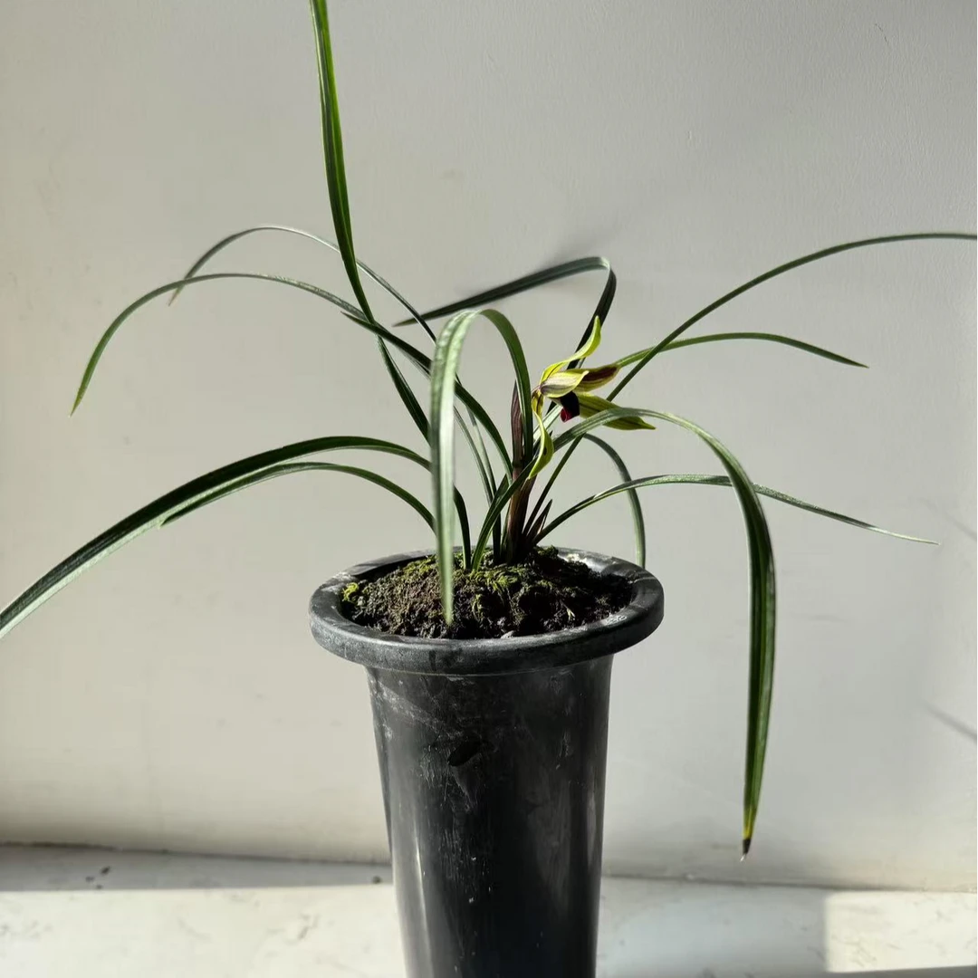 《富顺兰园》 兰花 直播间专用 价格自由组合