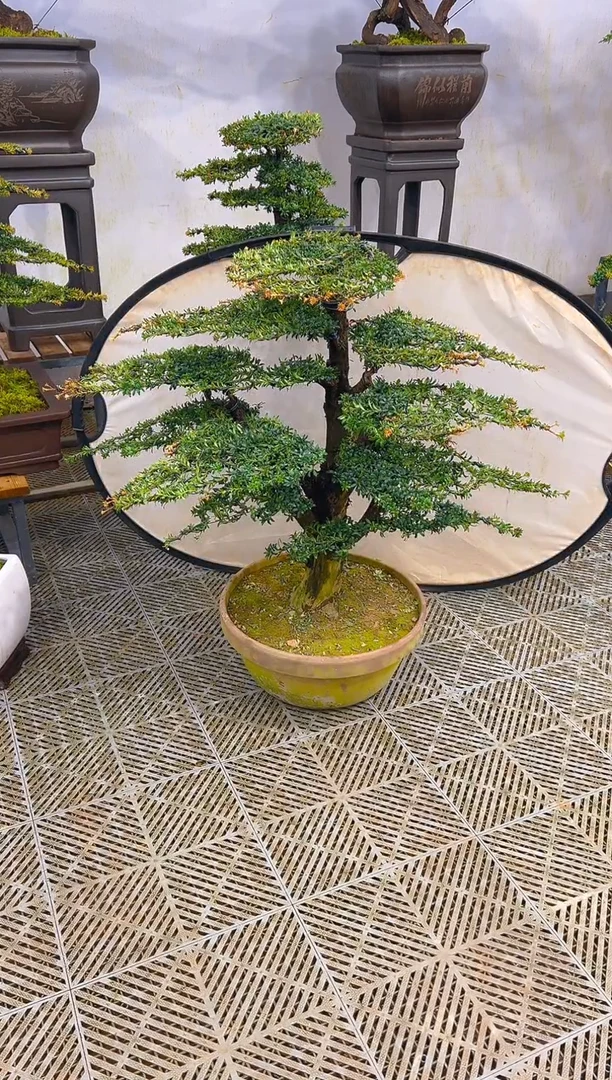 无花朵佛**电一物一拍一物一拍