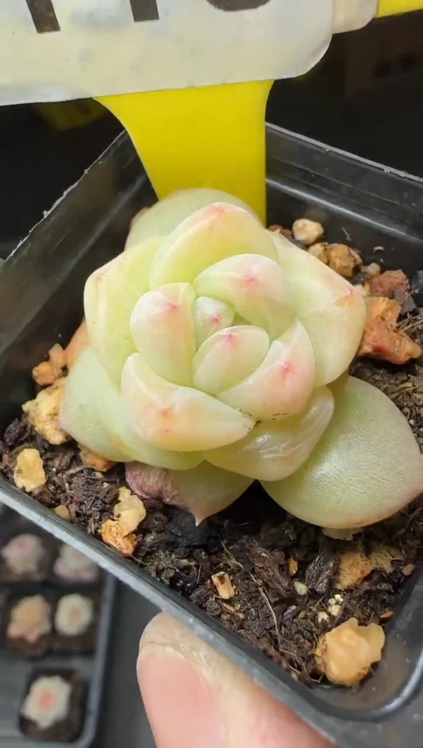 【闪购商品】一物一拍0120—115