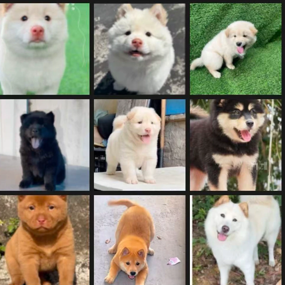 （萌沁）精品土松犬宠物活体广东发货