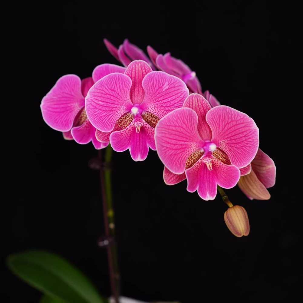 A花遇兰蝴蝶兰2.8寸AB级【花木兰】全花开花株发货