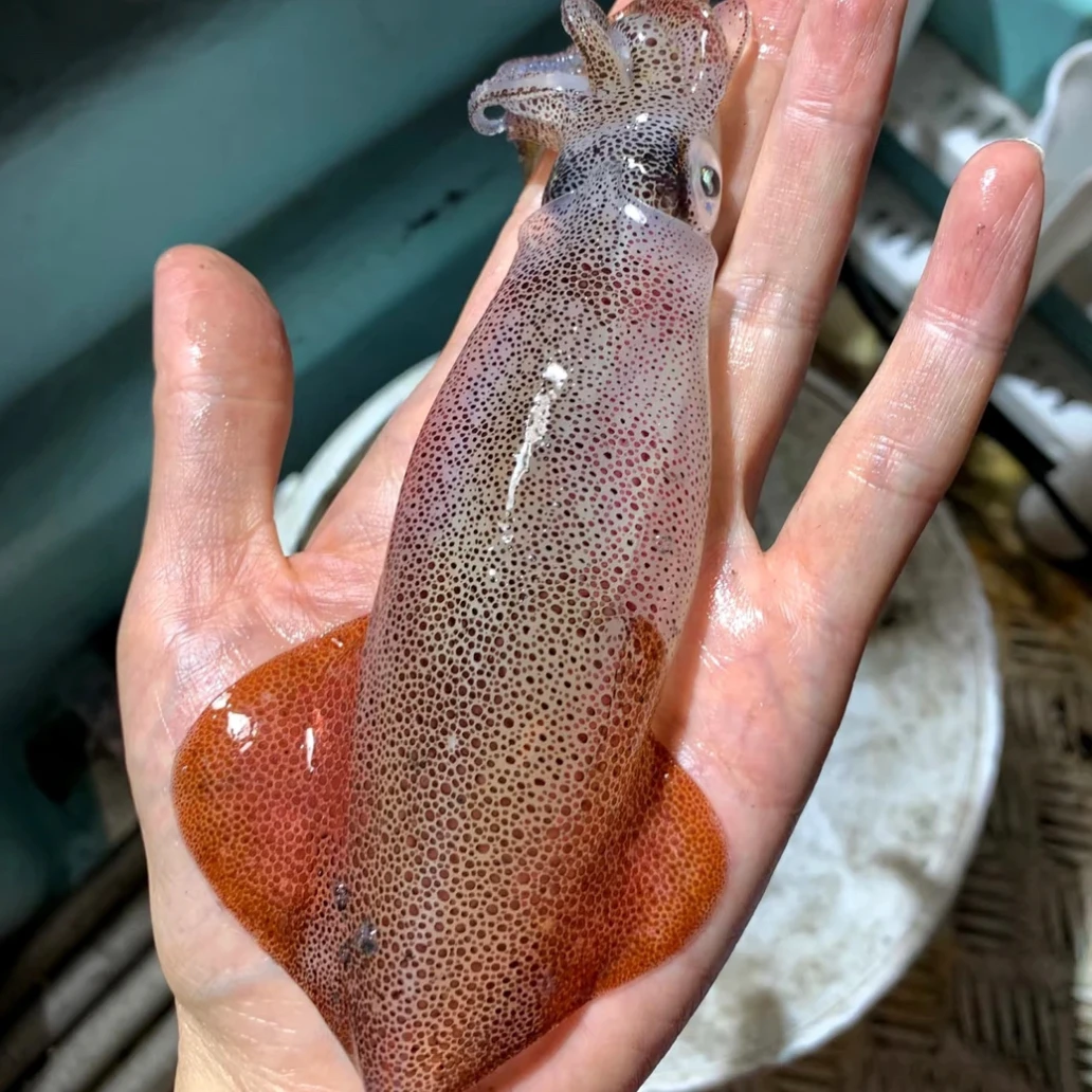 大吹筒鱿鱼 灯光诱捕 一斤6-8条左右 速冻锁鲜  陆