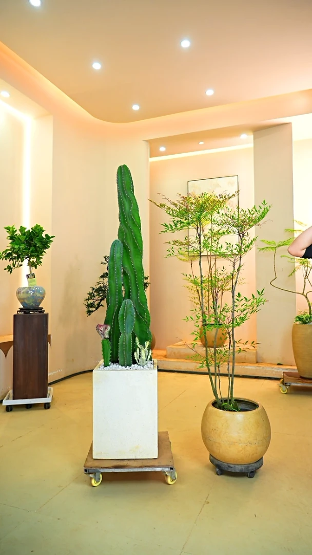 不开花植物赛*仙人掌