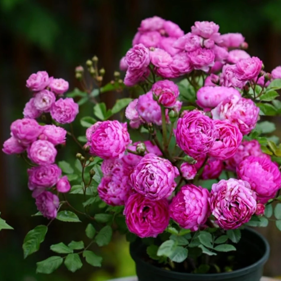 【甜蜜马车】 多颗超微月季四季开花勤花抗病耐热耐寒阳台