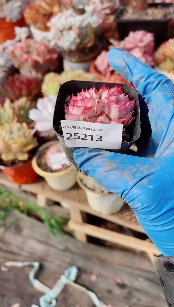 你*逗跃跃精品多肉26213