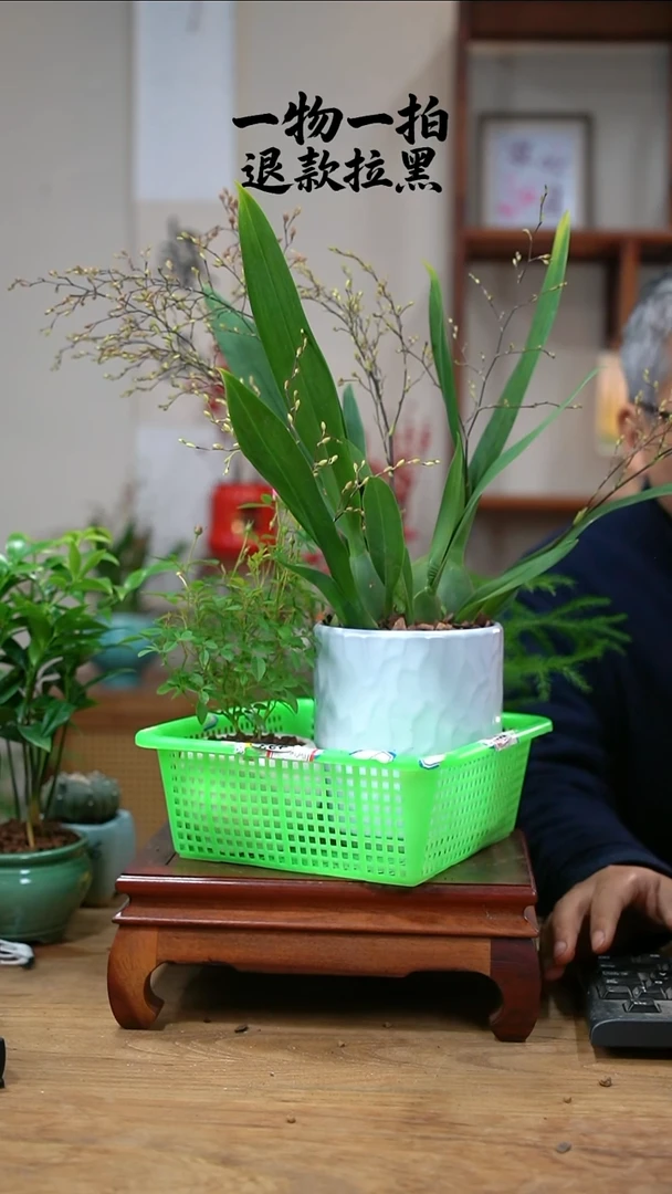 完全开放蜂*?文心兰+月季372