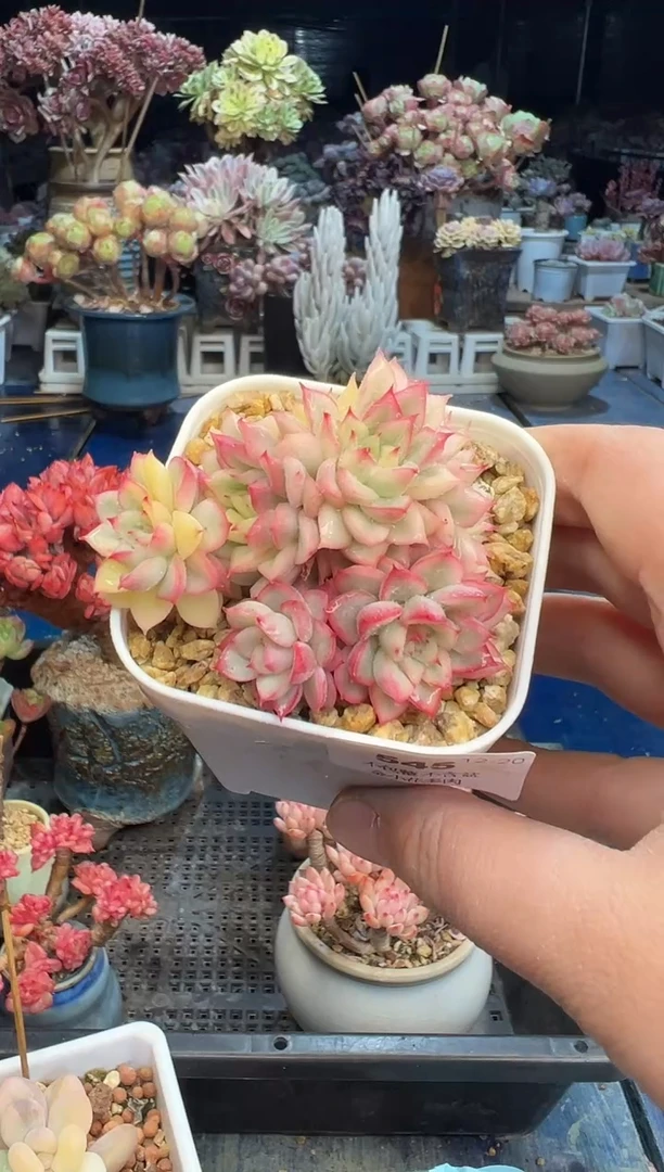 【闪购商品】545不带盆