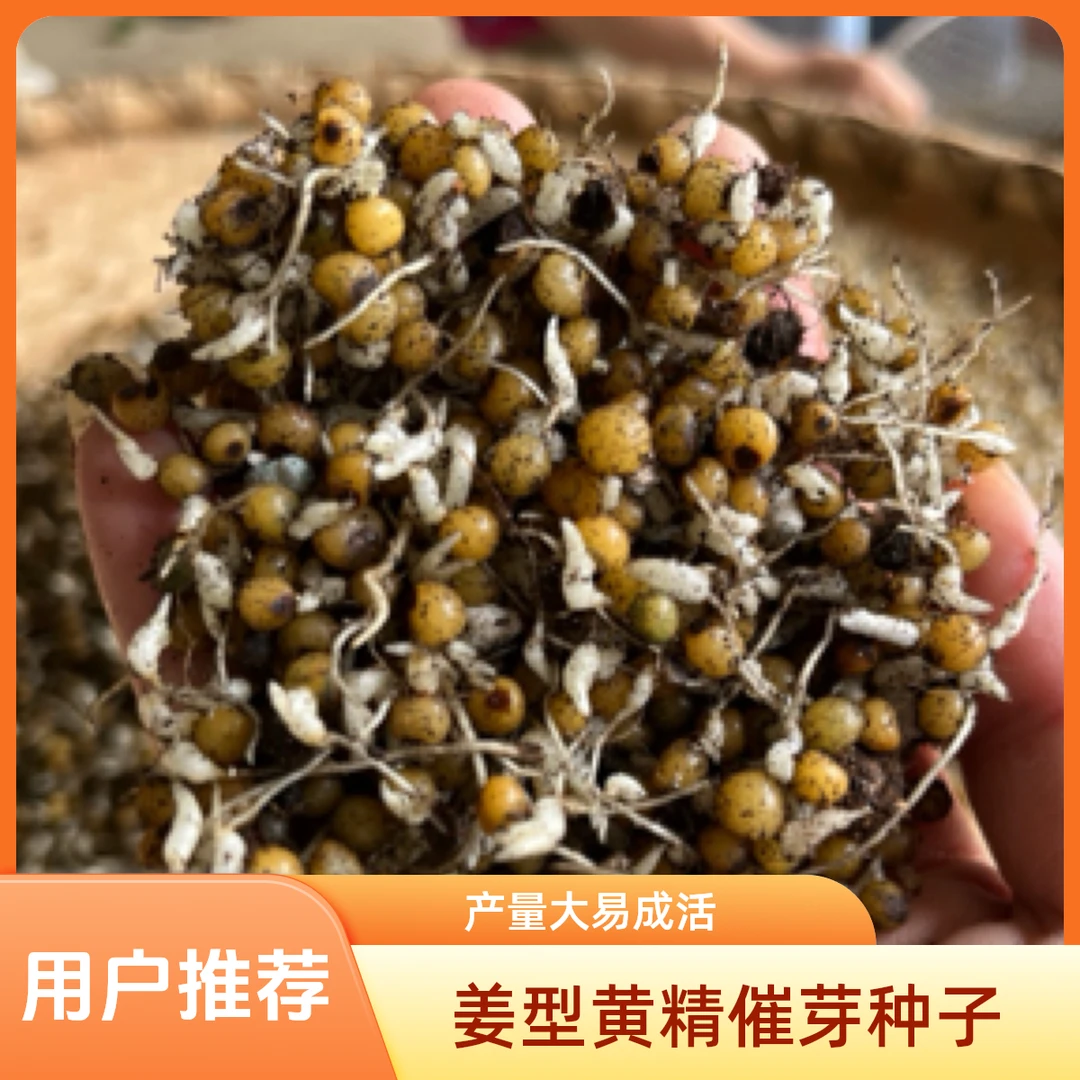 多花黄精催芽种子【多花不倒苗】姜型黄精催芽种子产量大易成活