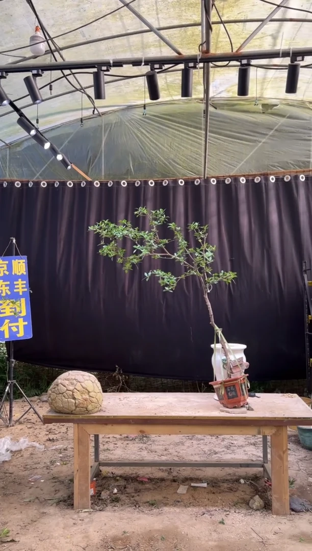 当前无花朵，栽培后可花朵御**艺海岛栀子花