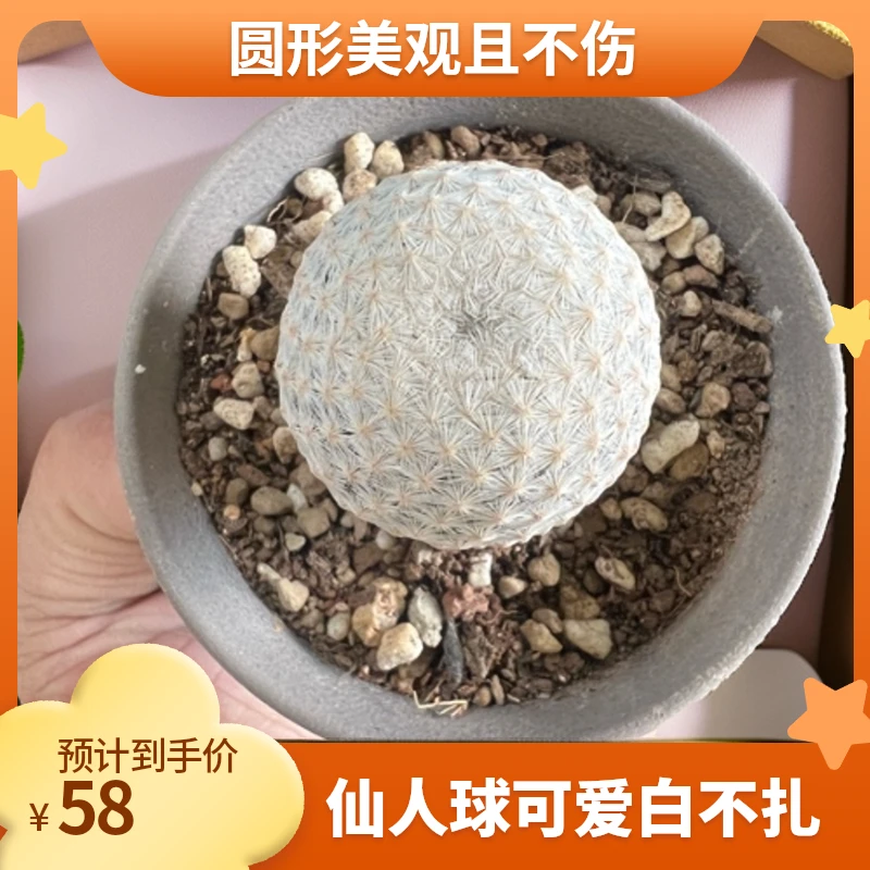 白鸟仙人球 白色可爱圆形不扎手 乳突球属