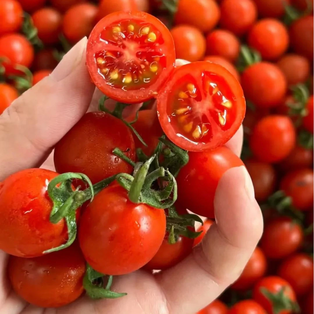 玲珑千禧整箱5.5斤同城小时达（配送）千禧圣女果宁夏回族自治区