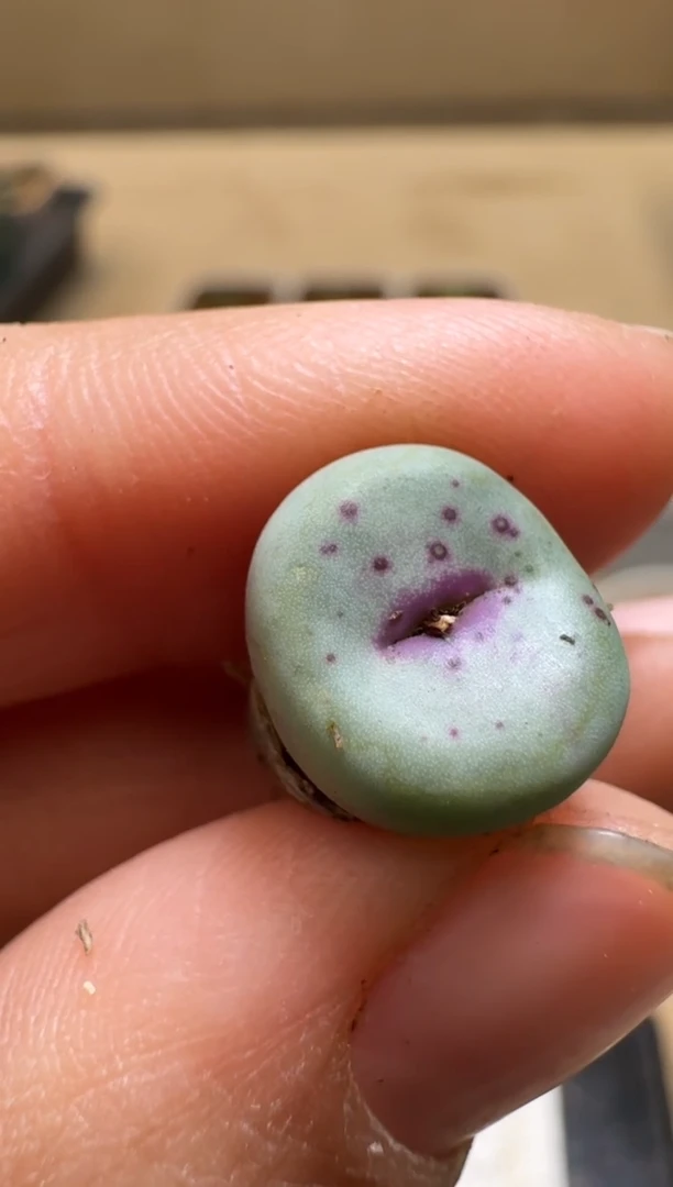 【闪购商品】21-358