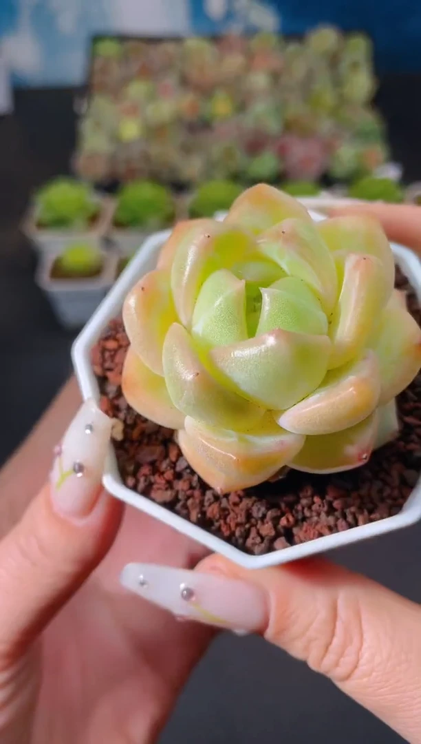 594蛋壳量拍发一颗