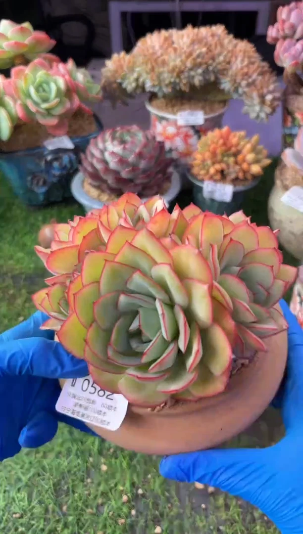 昆明印象多肉0582