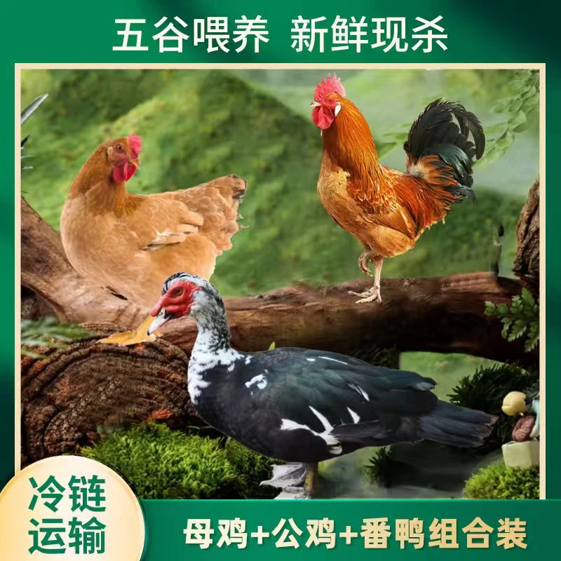 【鹅鹅鹅】组合2只2斤母鸡+1只3斤公鸡+1只4斤番鸭共4只净重11斤