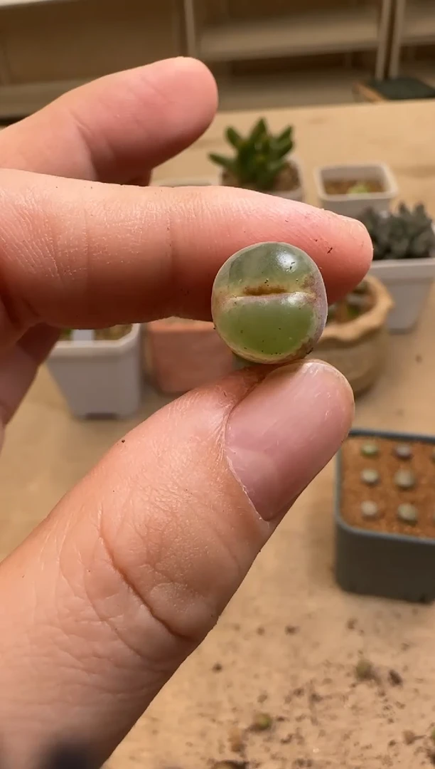 【闪购商品】15-46