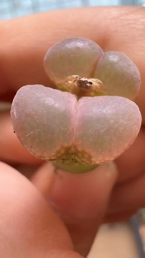 开****x美丽的肉石头12-162