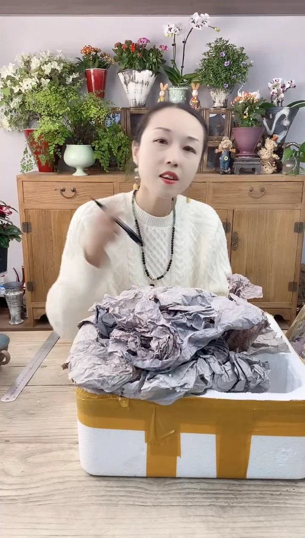 君*草小玩子花盆直播编号442