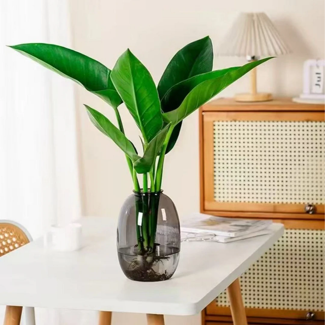大叶金钻水培绿植办公室桌面植物吸甲醛室内客厅花卉盆栽四季好养